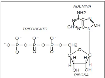 Figura 21.1: Complejo trifosfato de adenosina.  
