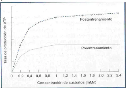 Figura 21.2:  Producción de energía.  Aumento  de la tasa de producción de ATP  con  el 