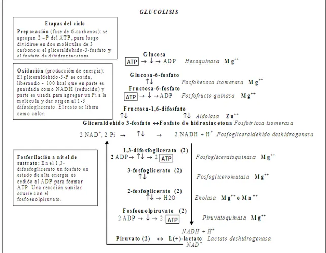 Figura 21.3: Glucólisis. 