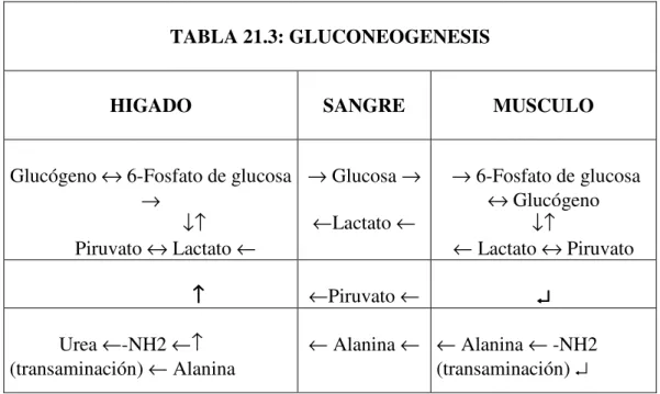 TABLA 21.3: GLUCONEOGENESIS 
