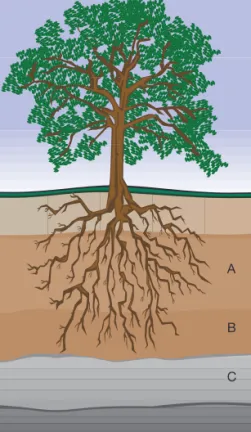 Fig. 5.7. Horizontes del suelo.