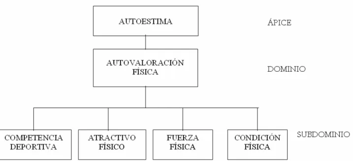Figura 1: Organización jerárquica hipotetizada de las autopercepciones físicas (Fox, 1988; Fox y Corbin, 1989)  Como se puede observar en la figura 1, el modelo incluye 