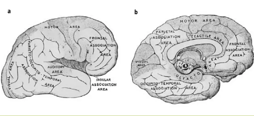 Figura 1. División en centros sensoriales y asociativos de las superficies lateral (a) y medial (b) de la corte-