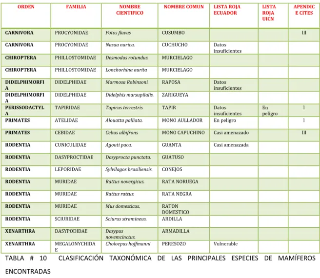 TABLA  #  10    CLASIFICACIÓN  TAXONÓMICA  DE  LAS  PRINCIPALES  ESPECIES  DE  MAMÍFEROS  ENCONTRADAS 