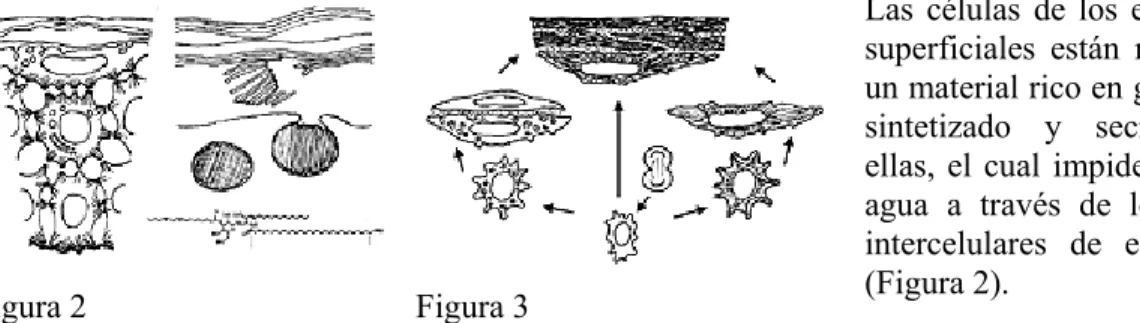 Figura 2  Figura 3 