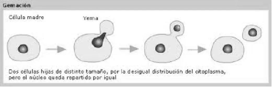 Figura 1: Ejemplo de Gemación. www.educarchile.cl 