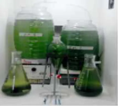 Fig. 1. Cultivo madre de la cepa Chlorella vulgaris bajo Condiciones de laboratorio.