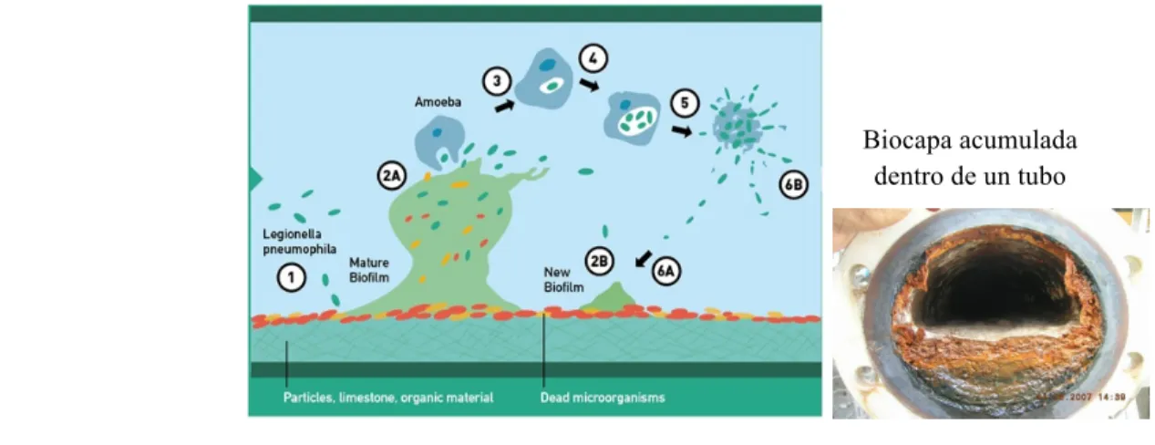 Figura 4. Legionella en el interior de una tubería. 