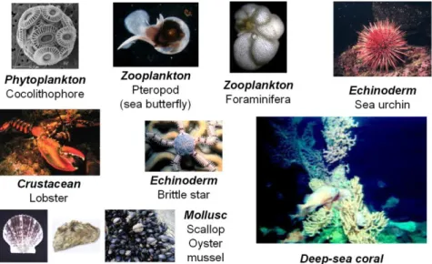 Figura 9. Varios organismos marinos que utilizan carbonato de calcio para  producir su esqueleto o concha 