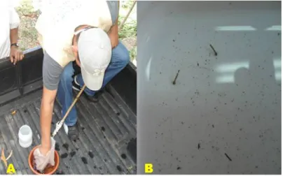 Fig. 2. A) Colecta larvaria; B) Larvas colectadas  