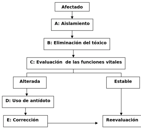 Fig 2. Acciones que debe realizar ante un afectado. 