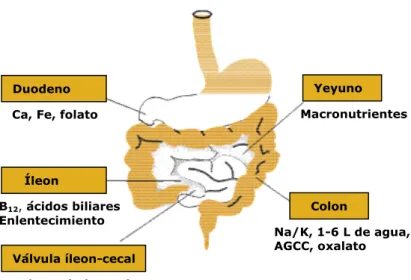 Fig. 3. Partes del intestino donde tiene lugar la absorción de diferentes nutrientes.  