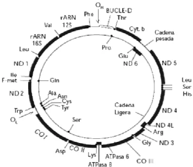Fig. ADN de la mitocondria humana  