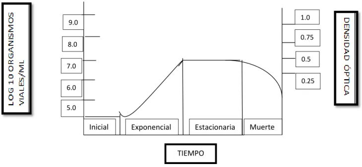 FIGURA N°1. CURVA DE CRECIMIENTO BACTERIANO 