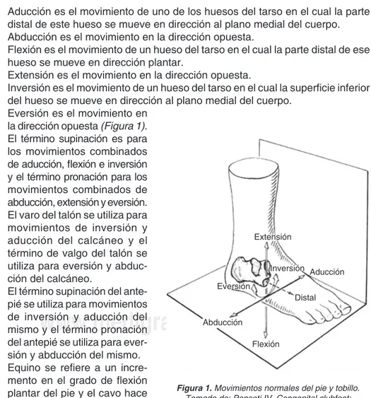 Figura 1. Movimientos normales del pie y tobillo. 