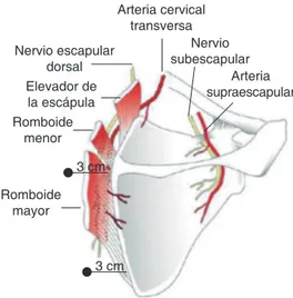 Figura 2. Anatomía escapulotorácica.