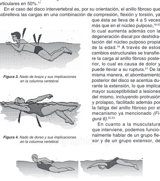 Figura 4. Nado de dorso y sus implicaciones  en la columna vertebral.