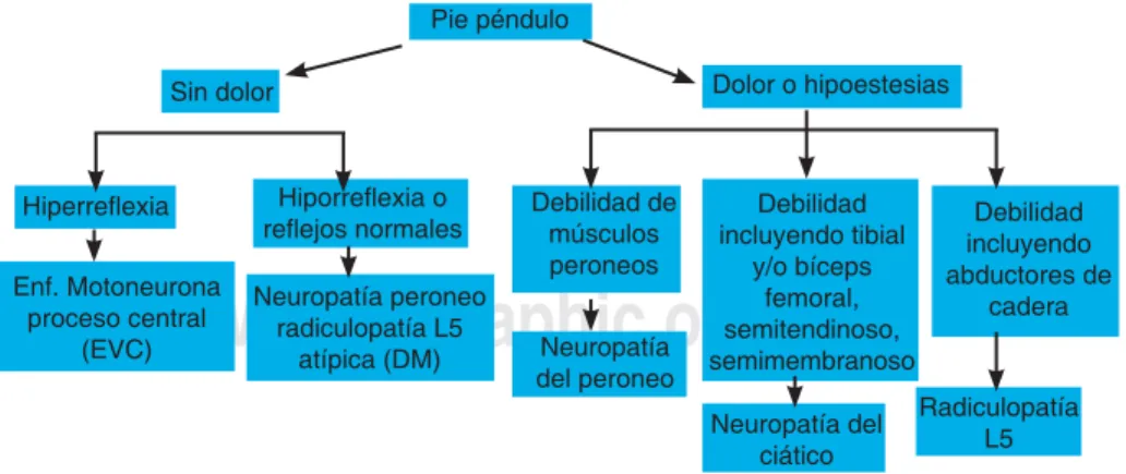 Figura 4. Algoritmo para el diagnóstico diferencial del pie péndulo.
