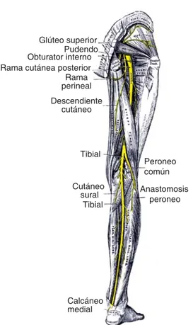 Figura 1. Relación y origen del nervio tibial 