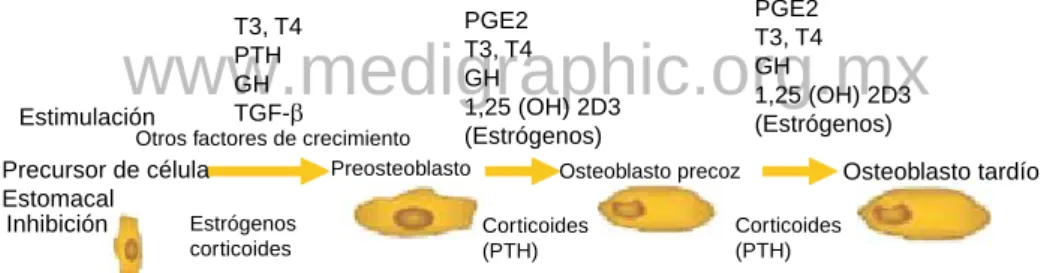 Figura 1.  Diferenciación osteoblástica.