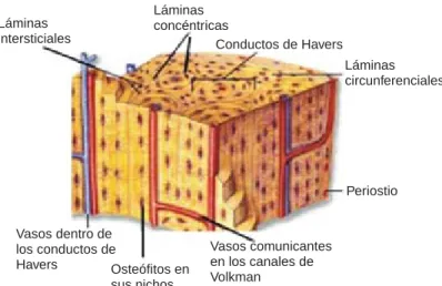 Figura 1. Hueso compacto con todas sus estructuras.
