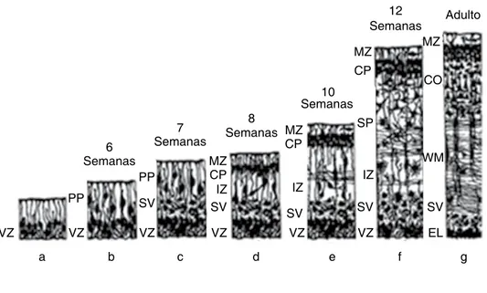 Cuadro I. MicroRNA con potencial para ser utilizados en cáncer y embarazo. 