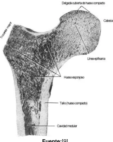 Figura 1. Composición estructural de la epífisis de un hueso largo de adulto 