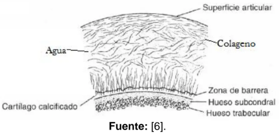 Figura 4. Características de la superficie del cartílago articular
