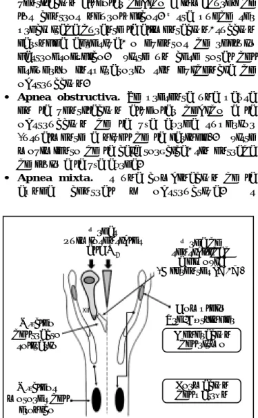 Figura 3. Esquema del centro respiratorio.