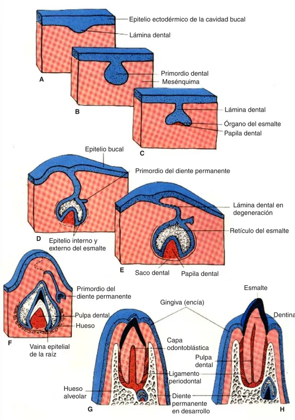 Figura 2. Formación de los órganos dentarios. Imagen obtenida de: http://www.ucsg.edu.ec/catolica/secundarias/html/ facultad_medicina/carrera_medicina/tutoria/materias/embriologia/imagenes/jpg/eimage75.jpg