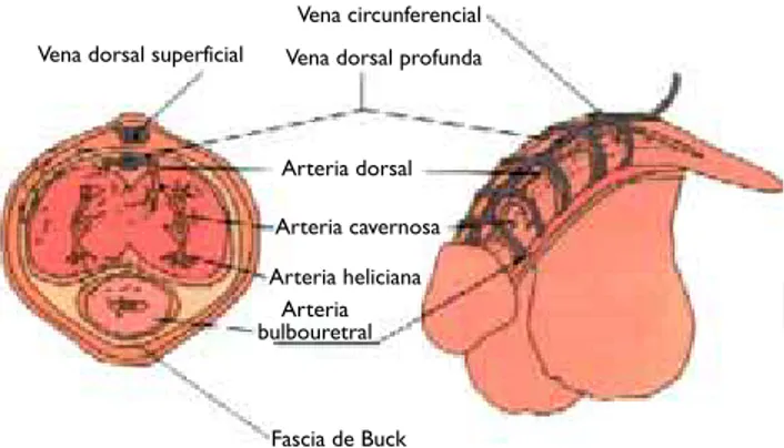 Figura 2. Flujo vascular arterial y venoso del pene y la córpora