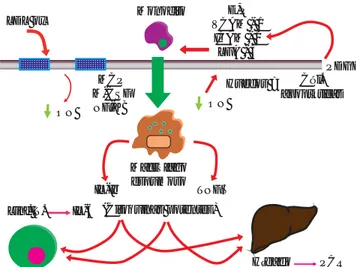 Figura 2. Fisiopatología de la infl amación vascular. El proce-