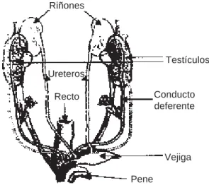 Figura 2. Anatomía del pene.