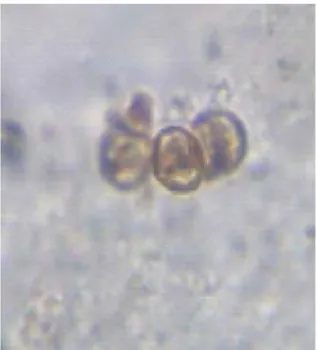 Figura 10. Cultivo.