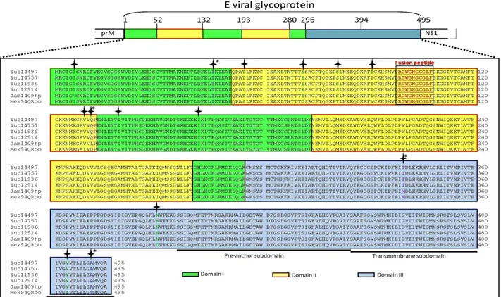 Figure 2. Alignment of the different sequences obtained for the E proteins. Sequence alignment of the E proteins  from all the DENV-2 Yucatan strains analyzed as well as the DENV-2 Jam 1409