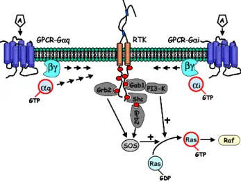 Figura 6. Mecanismos de transactivación de RTK’s por receptores acoplados proteínas G a q y G a i