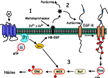 Figura 7. Transactivación del receptor para el factor de crecimiento epidérmico (EGF-R) por liberación de EGF inducida por la activación de receptores acoplados a proteínas G
