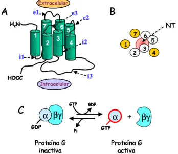 Figura 1.- Estructura de los receptores acoplados a proteínas G (GPCR’s) y activación de proteínas G