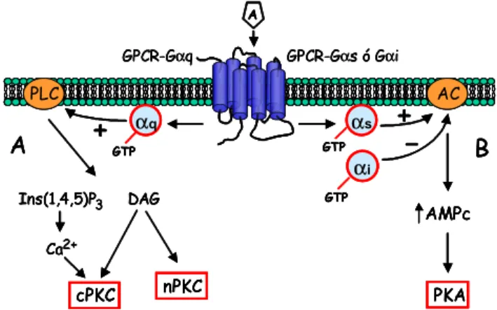 Figura 2. Vías de señalización clásicas inducidas por receptores acoplados a proteínas G (GPCR’s)