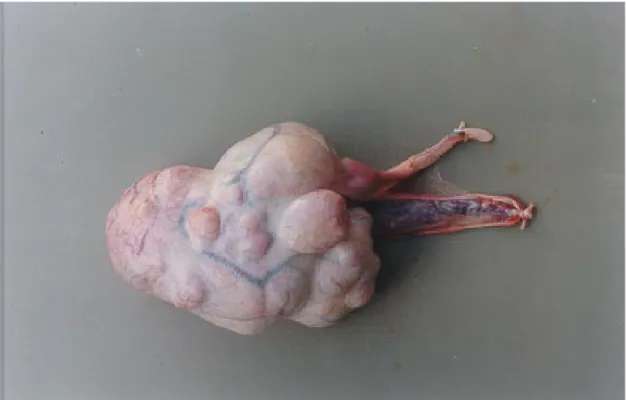 Figura 2.- Tumor de células de Sertoli en un perro Pastor Alemán. Se puede apreciar su forma multilobulada y