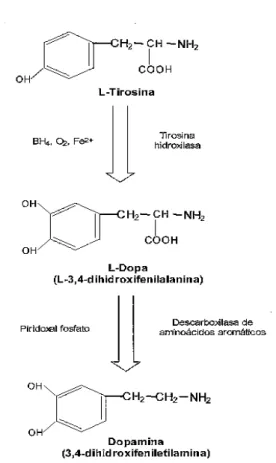 Figura 3.-  Síntesis de la dopamina.