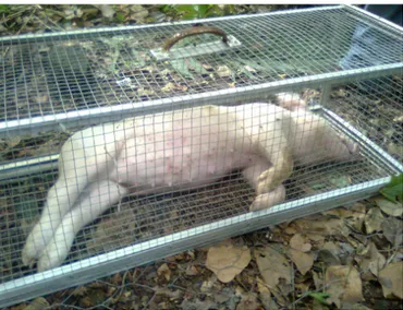 Figura 1.  Cadáver de cerdo expuesto en bosque premontano  húmedo tropical. San José, Costa Rica.