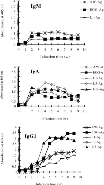 Figure 2.- Parasite-specific antibodies to A. costarricensis