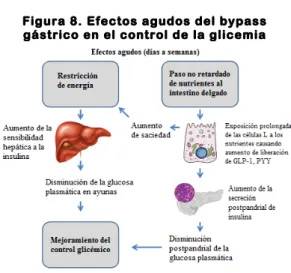 Figura 8. Efectos agudos del bypass  gástrico en el control de la glicemia 
