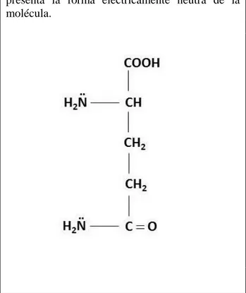 Figura  1.  Estructura  química  de  la  glutamina.  Se  presenta  la  forma  eléctricamente  neutra  de  la  molécula