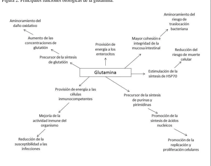 Figura 2. Principales funciones biológicas de la glutamina. 