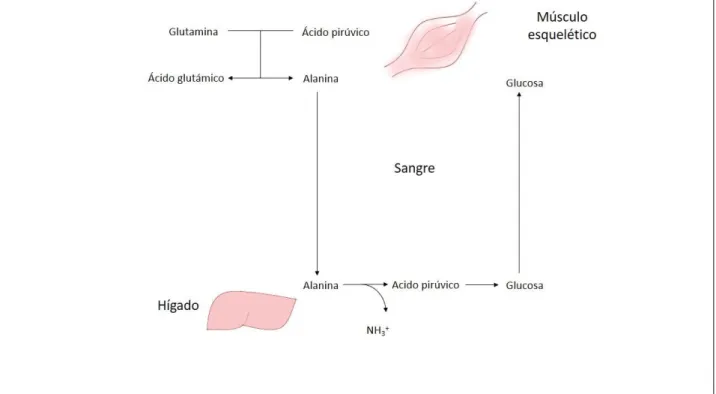 Figura 3. Ciclo de la alanina-glutamina. La glutamina muscular se transamina a alanina en situaciones de  estrés metabólico