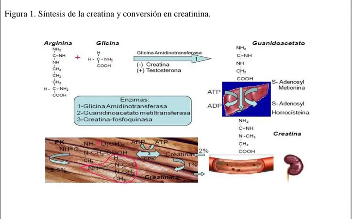 Figura 1. Síntesis de la creatina y conversión en creatinina. 