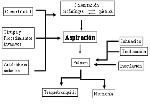 Figura 3.Patogenia de la Neumonía asociada a ventilación mecánica. 