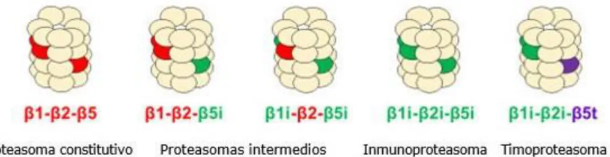 Fig. Tipos de proteasomas. 